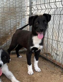 Welpe Peaches voller Lebensfreude 🍑🐾 - Eislingen (Fils)