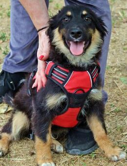 Mobby war alleine unterwegs - Berlin