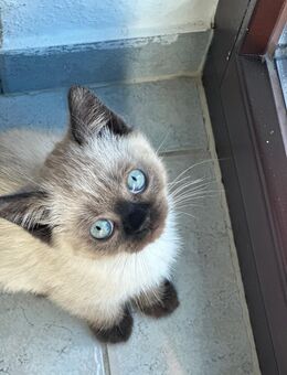 Bkh kitten reinrassig - Rhede