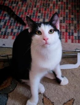 Sanfter Miki sucht Miezbude - Ellerbek