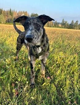 Loki möchte dein Herz erobern - Grevenbroich