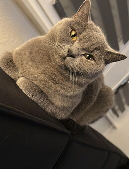 Britisch Kurzhaar Katze (2 Jahre) in liebevolle Hände abzugeben - Ahlen