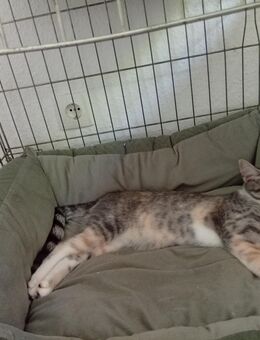 Lilly sucht ein liebesvolles Zuhause - Herne