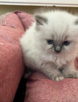 Ragdoll- Heilige Birma Edelmix Kitten - Bayerbach (Ergoldsbach)