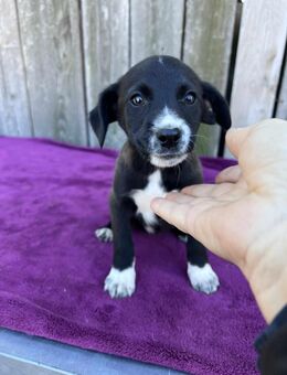 Labi Mix Welpin Lily - Leipzig