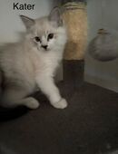 Ragdoll Kitten suchen ab sofort ein tolles zu Hause in 52399