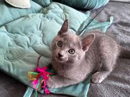 Russisch Blau Katzenbaby - Diepholz