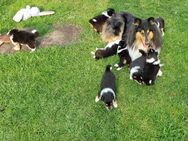 Wunderschöne Tricolour Collie-Welpen mit liebevoller Aufzucht - Wingst