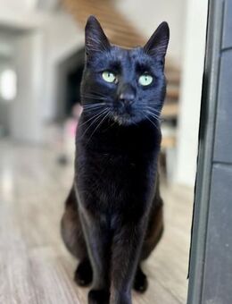 Cookie wartet auf ihr Für-immer-Zuhause! - Waakirchen