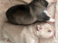 Pomsky Welpen zu verkaufen - Poppenhausen