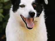 Freundlicher sozialer BRUCE sucht ♥️ - München