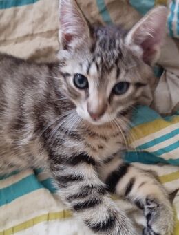 Katzenkind sucht neues Zuhause - Ducherow