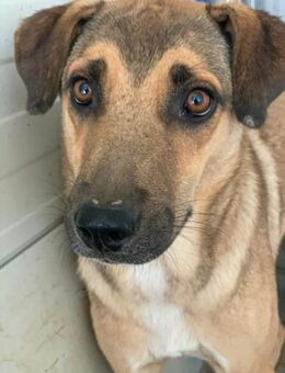 Archie sucht genau dich - Celle