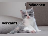 Bkh Kitten (bunter Wurf) - Plattenburg