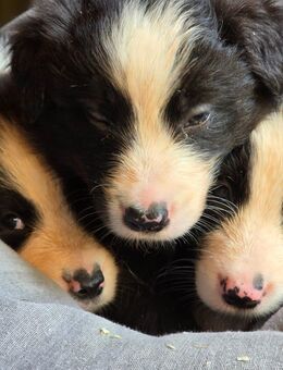 Border Collie Welpen - Fraureuth