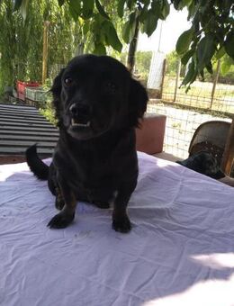 ❤️🐾 LOTTI, eine Hunde-Miniausgabe - Eichendorf