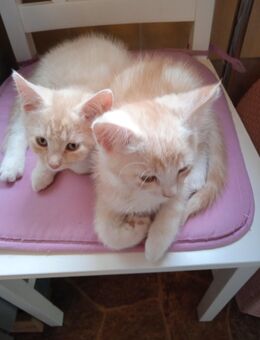 Mischling's - Kitten - Teupitz Zentrum