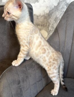 Bengal kitten Snow Mink Sepia Mink geb.24.10.25 abzugeben - Chemnitz