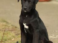 Hübscher Fido sucht seine Familie - Dittelbrunn