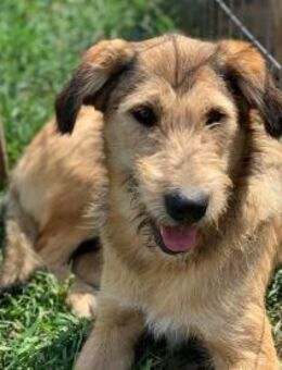 zuckersüße Vaiana sucht Pflegestelle - Celle