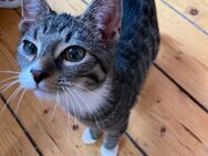 Kleiner Kater sucht neues Zuhause - Weimar Zentrum