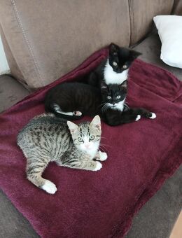 BKH EKH mix Kitten - Bopfingen