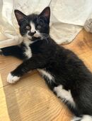 Katzen Kitten suchen ein neues Zuhause in 48565