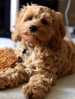 Havapoo (wie Maltipoo) - Traumwelpen in besonderen Farben, nicht haarend, kein Jagdtrieb, kleinbleibend- aus langjähriger Haus/Familienaufzucht. - Vollersode