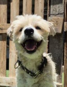 LUPIN ❤️ kleiner Begleithund sucht 🏡 - Neudenau