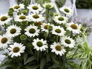 Echinacea/ Sonnenhut, weiß , Samen - Demmin