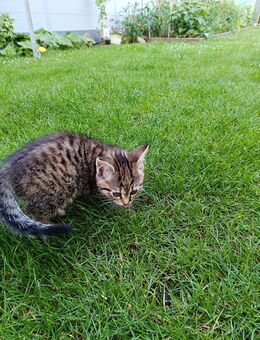 5 Mai-Kätzchen Katzenbabys abzugeben - Zeven