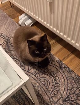 Zwei süße Katzen abzugeben ❤️ - Hagen (Stadt der FernUniversität)