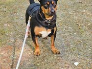 Lucky auf Pflegestelle - Talkau
