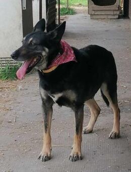 Bueno von kettenlos - Bollingstedt