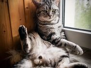 British Kurzhaar - BKH Deckkater ALVIN - Black Silver Classic Tabby - Dresden