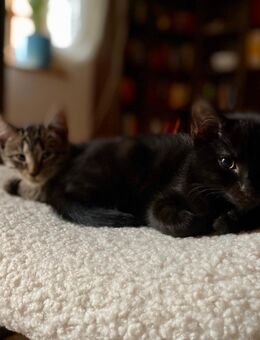 Kätzchen, Kitten - Neustadt (Rübenberge)