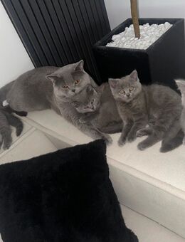 Kitten suchen ein neues zuhause - Salzgitter Zentrum