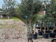 Wunderschöner Olivenbaum XL in 4052