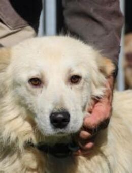 Lomo - liebenswert u. zutraulich - Lohra