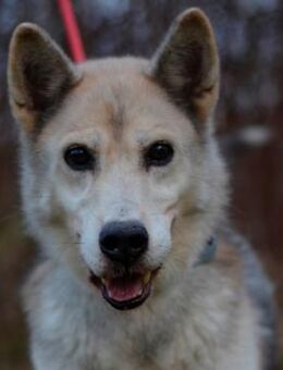 Frohnatur Puca - Eichenzell