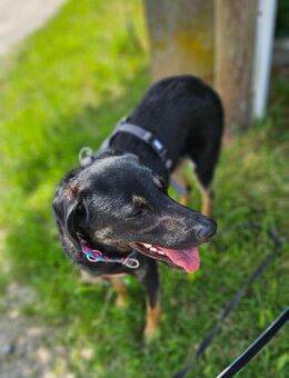 Pepe sucht ein liebes Zuhause - Freilassing