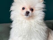 Super süßer Pomeranian Zwergspitz - Berlin