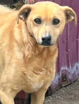 Darf CARRIE niemals glücklich sein? - Neuberg