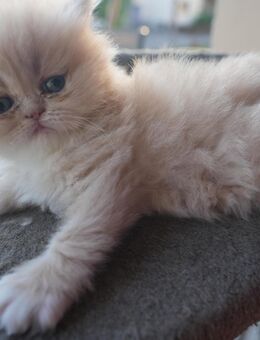 Reinrassige Perser Kitten - Landshut