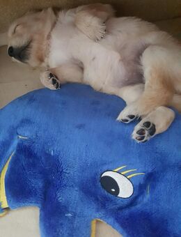 Besuchtstermine ab 23.07.! Golden Retriever Welpen reinrassig Wurftag: 2. Juli 2025 - 8 Welpen - Battenberg (Eder)