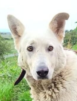 BELUSCHA hat ihr Herrchen verlorem - Gefrees
