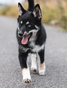 Pomsky F1 Hündin (Pomeranian x Husky) - Osnabrück