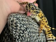 Top gesunde Leopardgeckos einzeln oder gemeinsam abzugeben - Freiberg (Neckar)