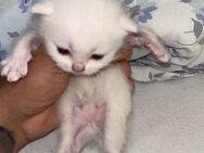 Wunderschöne Reinrassige Bhk - Kitten - Villingen-Schwenningen