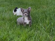 Chihuahua Welpen Mai 2025 - Bergheim (Nordrhein-Westfalen)